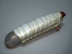 scarab larva 3D Model