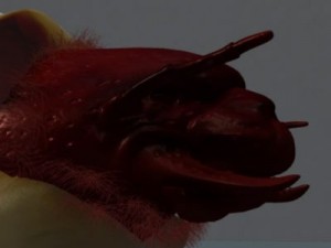 scarab larva 3D Model