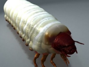 scarab larva 3D Model