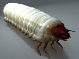 scarab larva 3D Model
