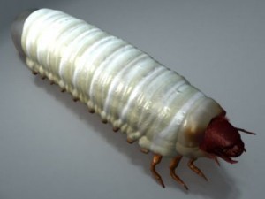 scarab larva 3D Model