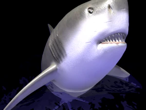 shark 3D Model