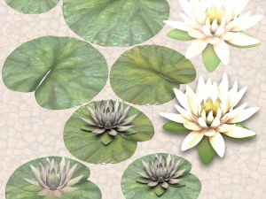 nature objects 3D Model