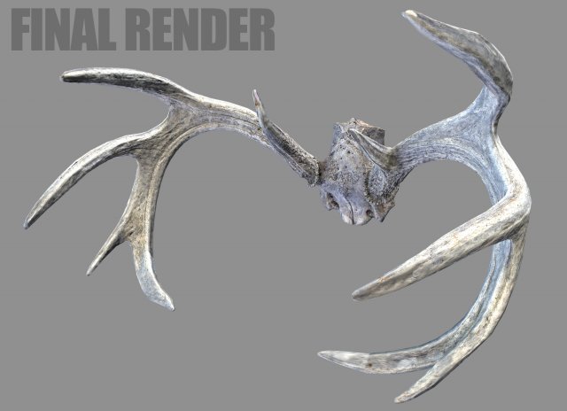 deer horns 3D 模型 .c4d .max .obj .3ds .fbx .stl .blend 