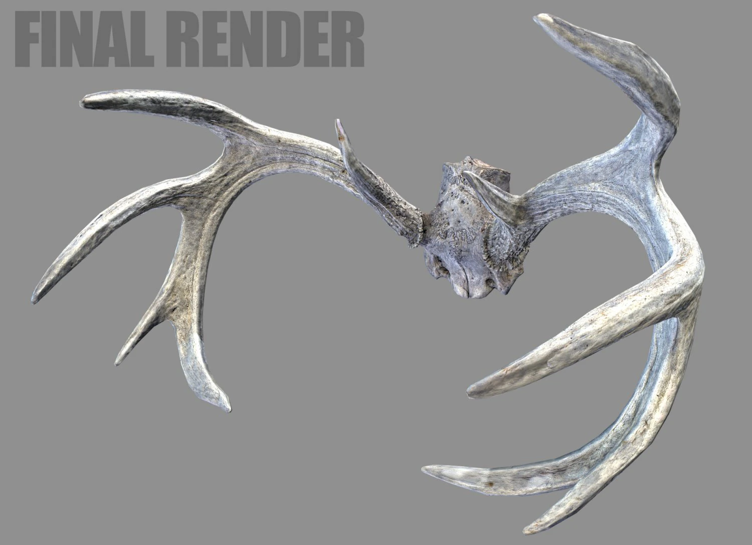 deer horns 3D Model .c4d .max .obj .3ds .fbx .stl .blend 