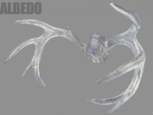 deer horns 3D 模型