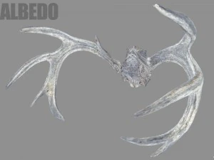 deer horns 3D Model