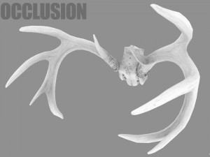 deer horns 3D 模型
