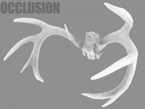 deer horns 3D Model