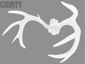 deer horns 3D Model