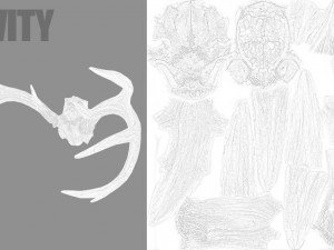 deer horns 3D 模型