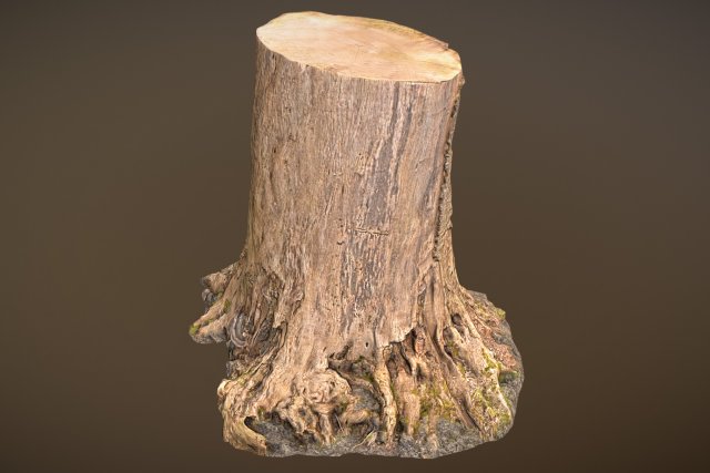 tree stump 3Dモデル .c4d .max .obj .3ds .fbx .stl .blend 