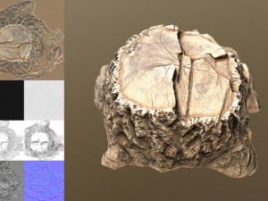 stump 3D Модель