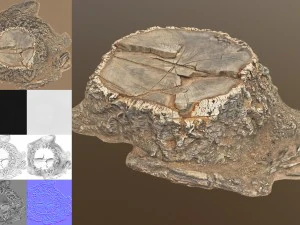stump 3D Model