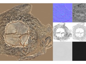 7 tree stumps Modelo 3D