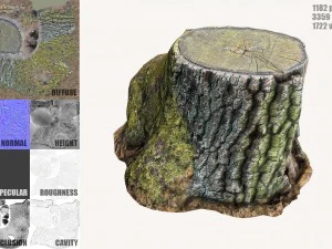 ceppo d'albero muschioso Modello 3D