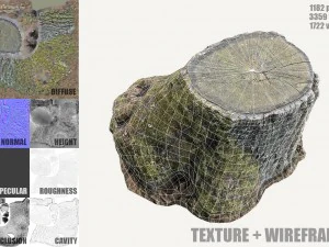ceppo d'albero muschioso Modello 3D