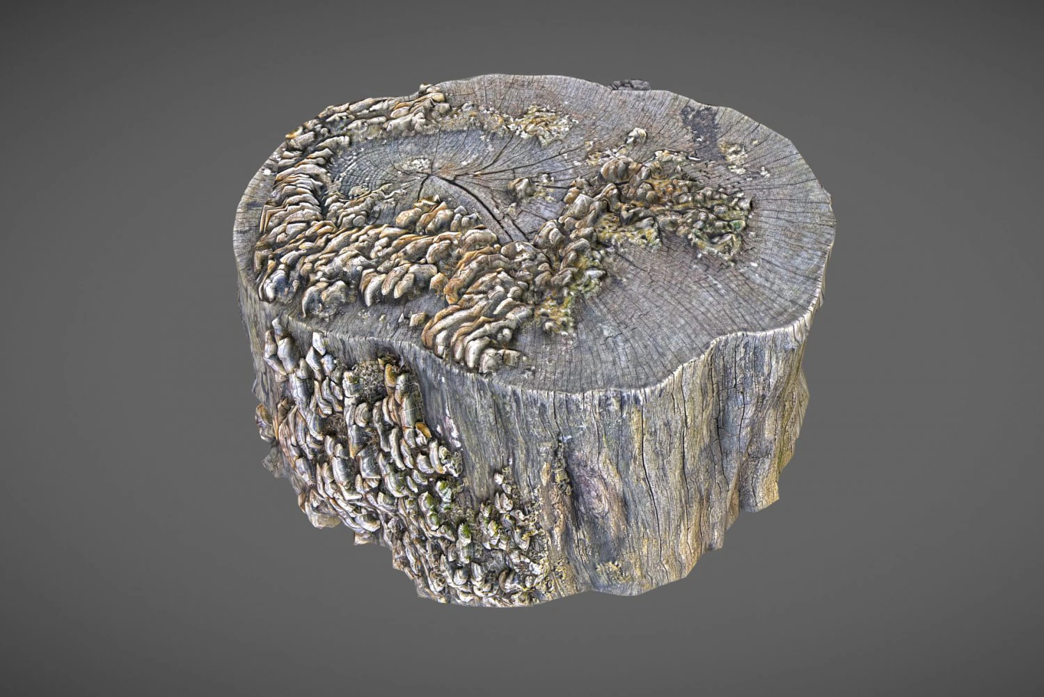 tree stump with mushrooms 3D Model .c4d .max .obj .3ds .fbx .stl .blend 