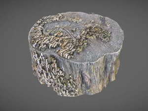 Baumstumpf mit Pilzen 3D Modell