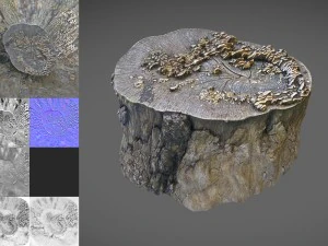 tree stump with mushrooms 3D Model