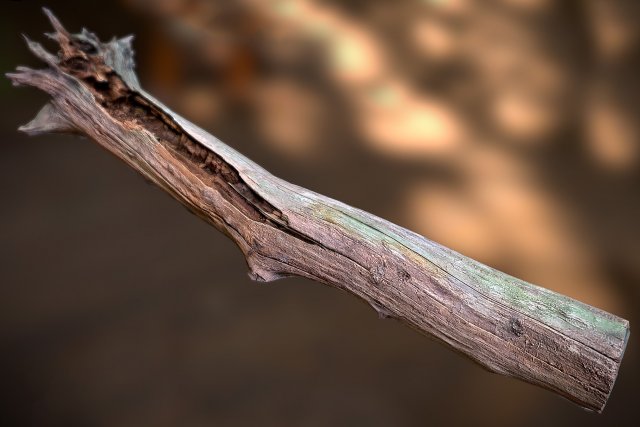 dead tree 3D Модель .c4d .max .obj .3ds .fbx .stl .blend 