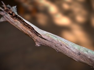 dead tree 3D Model