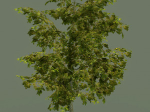 oak tree 3D Model