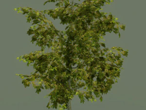 oak tree 3D Model