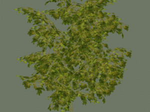 oak tree 3D Model