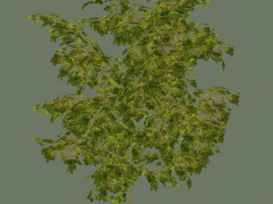 oak tree 3D Model