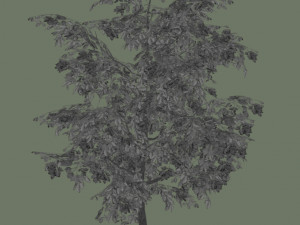 oak tree 3D Model