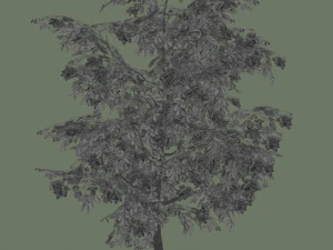 oak tree 3D Model