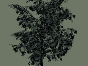 oak tree 3D Model