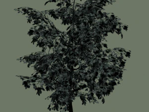 oak tree 3D Model