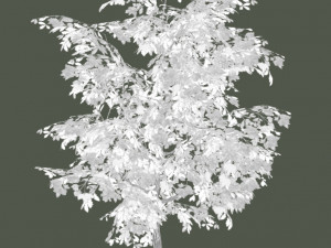 oak tree 3D Model