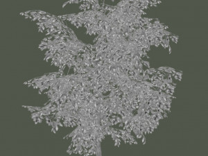 oak tree 3D Model