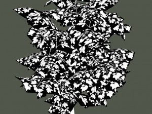 oak tree 3D Model