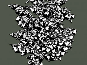 oak tree 3D Model