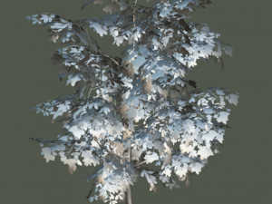 oak tree 3D Model