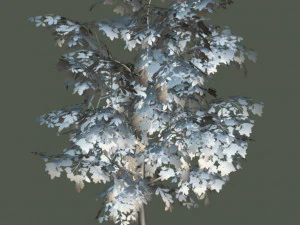 oak tree 3D Model