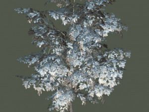 oak tree 3D Model
