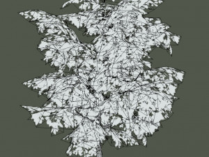 oak tree 3D Model