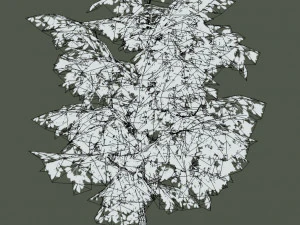 oak tree 3D Model