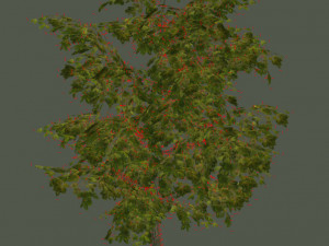 oak tree 3D Model
