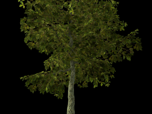 oak tree 3D Model