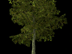 oak tree 3D Model