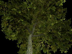 oak tree 3D Model