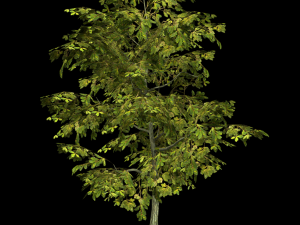 oak tree 3D Model