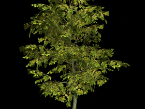 oak tree 3D Model