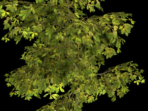 oak tree 3D Model